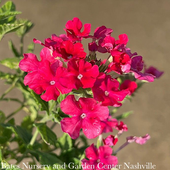 #1 Verbena x Endurascape 'Hot Pink'/ Annual Not Hardy