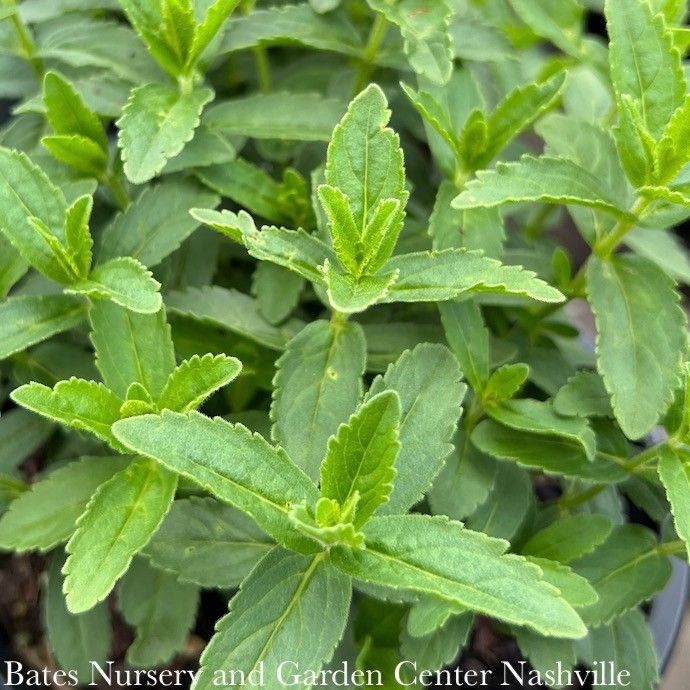 QP Veronica aust Venice Blue/ Speedwell