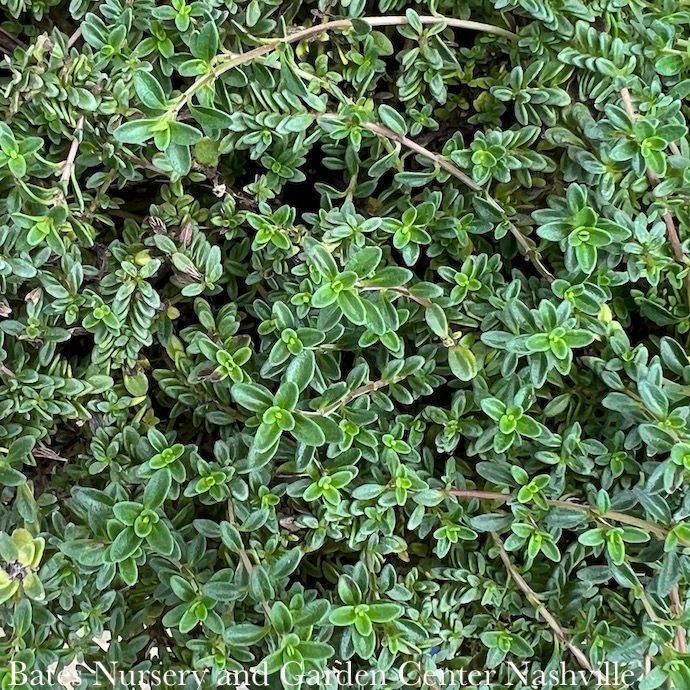 4P Thymus citriodorus Doone Valley/ Creeping Thyme