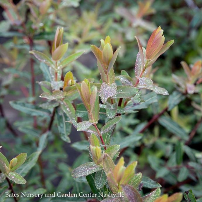 #7 Salix integra Flamingo/ Variegated Dappled Willow