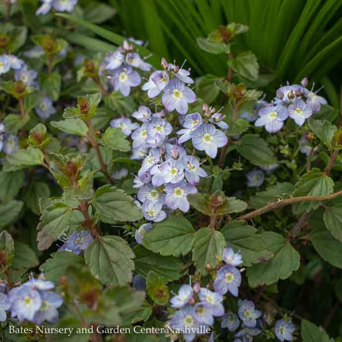 4p Veronica Waterperry/ Blue Speedwell