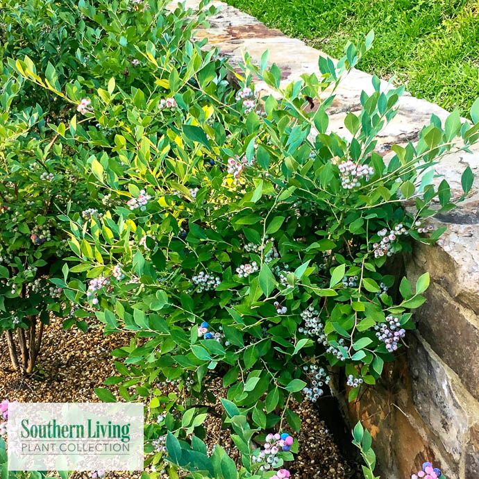 Edible #2 Vaccinium ashei SL Bless Your Heart (Alapaha)/Rabbiteye Blueberry Native (TN)