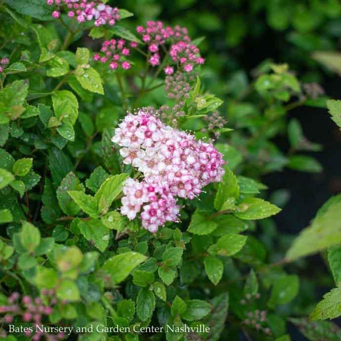 #1 Spiraea japonica Little Princess/ Rose-pink Flowers