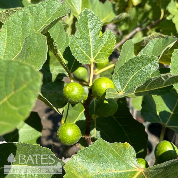 Edible #2 Ficus carica Kadota/ Fig - No Warranty
