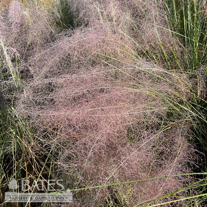#1 Grass Muhlenbergia cap Regal Mist/ Pink Muhly Native (TN)