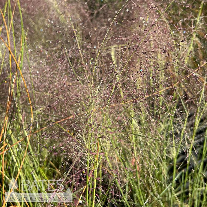 #1 Grass Muhlenbergia cap Regal Mist/ Pink Muhly Native (TN)