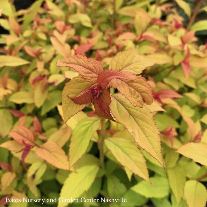 #1 Spiraea x bumalda Goldflame