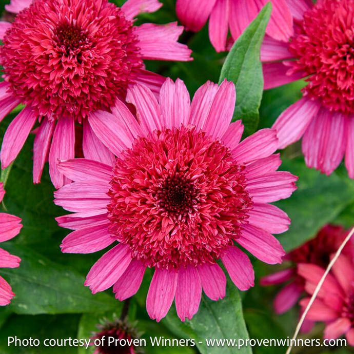 #1 Echinacea x Double Coded 'Raspberry Beret'/ Coneflower