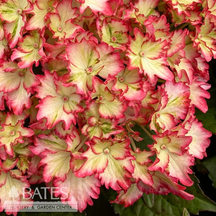#5 Hydrangea mac Seaside Serenade 'Fire Island'/ Bigleaf/ Multi Pink Mophead