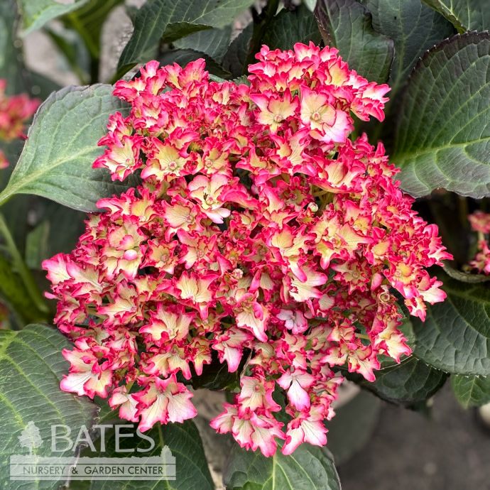 #5 Hydrangea mac Seaside Serenade 'Fire Island'/ Bigleaf/ Multi Pink Mophead