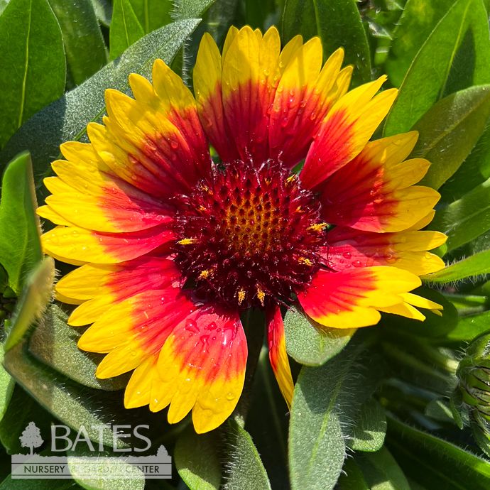 #1 Gaillardia ari Guapa Flamenco Bicolor/ Red w Yellow Blanket Flower