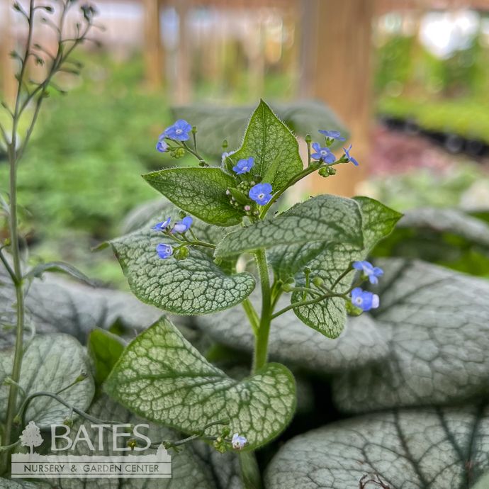 #1 Brunnera mac Frost King/ Siberian Bugloss