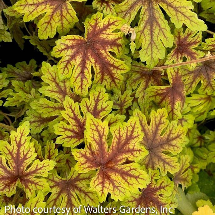 #1 Heucherella x PW Capture the Flag/ Foamy Bells