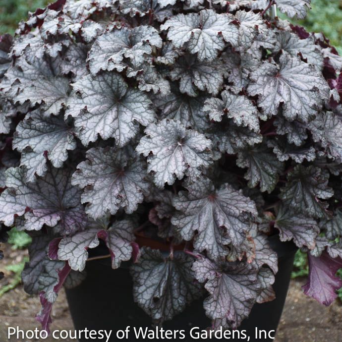 #1 Heuchera PW Dressed Up 'Prom Dress'/ Coral Bells