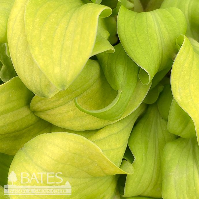 #1 Hosta x PW Sun Mouse/ Miniature Yellow