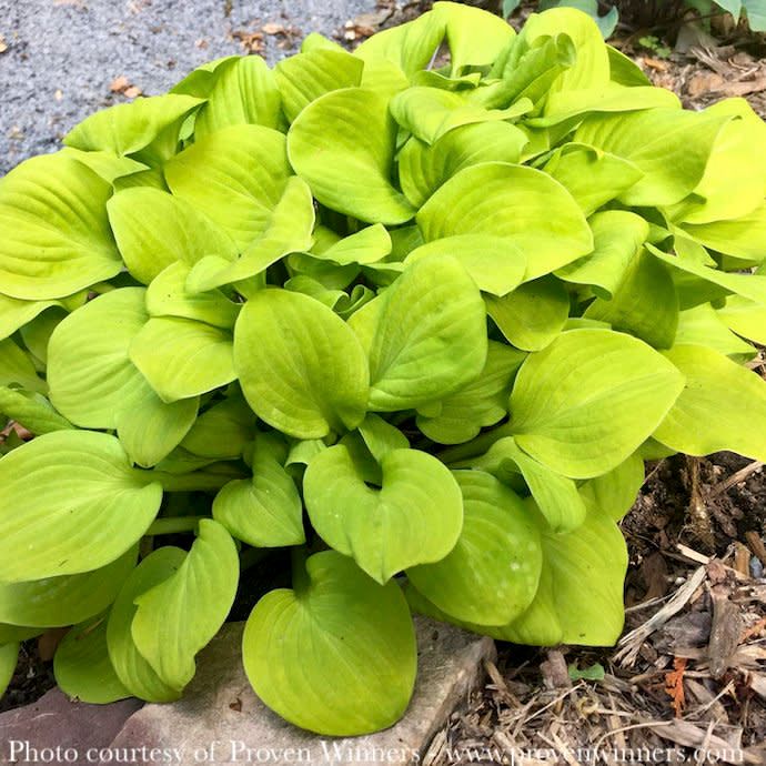 #1 Hosta x PW Sun Mouse/ Miniature Yellow