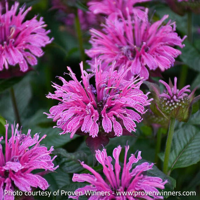 #1 Monarda x PW Upscale 'Lavender Taffeta'/ Purple Beebalm