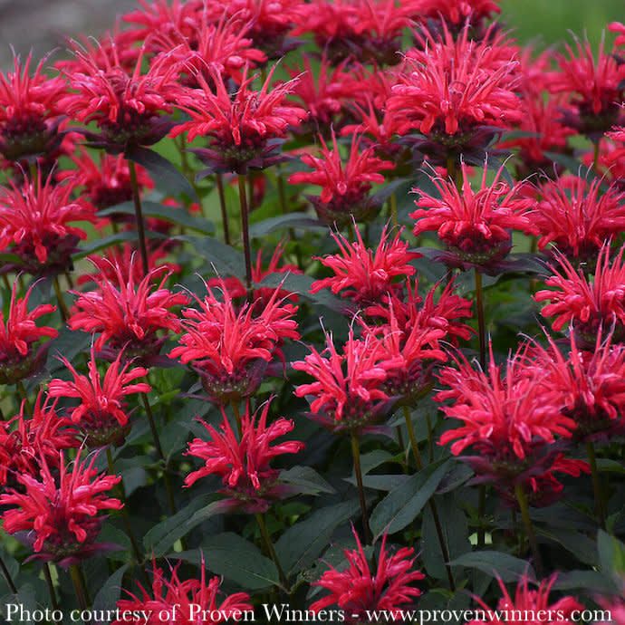 #1 Monarda x PW Upscale 'Red Velvet'/ Beebalm