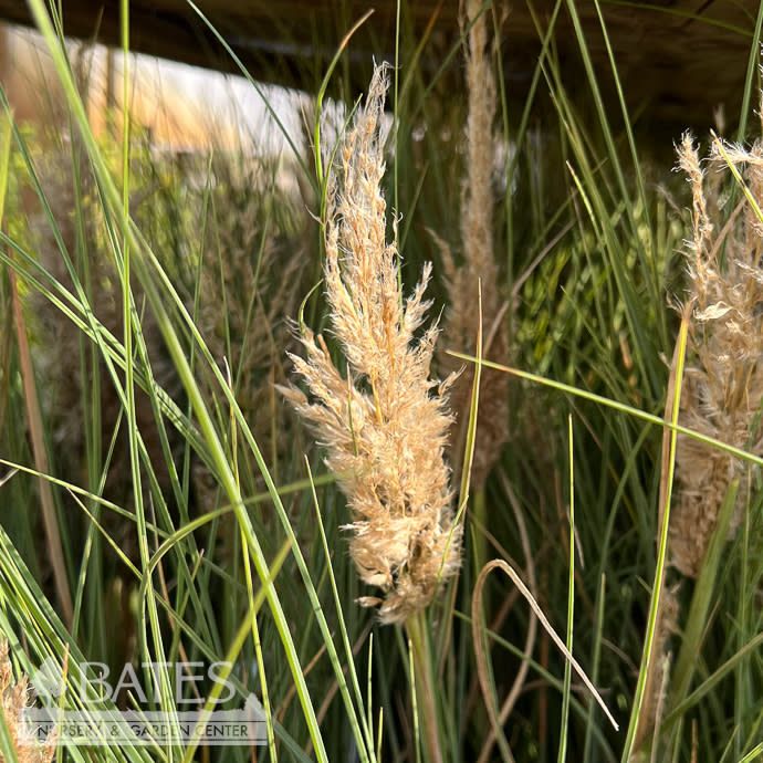 #2 Grass Cortaderia sel Tiny Pampa / Dwarf Pampas - No Warranty
