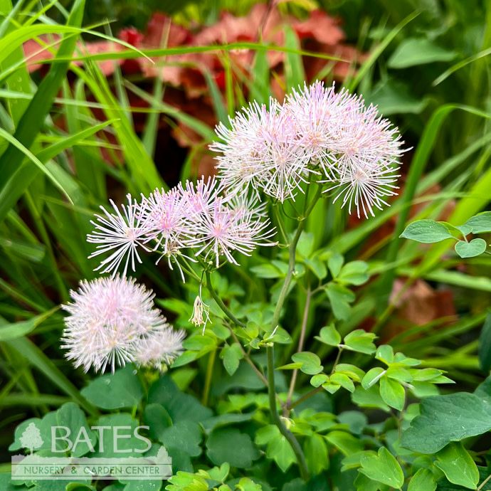 #1 Thalictrum x PW Cotton Candy/ Pink Meadow Rue