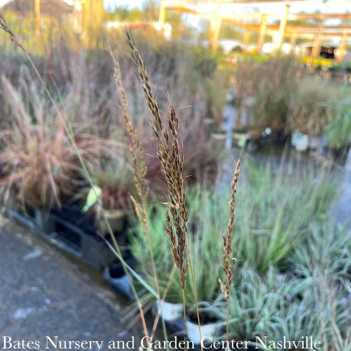 #1 Grass Sorghastrum nutans Sioux Blue/ Blue Indian Grass Native (TN)