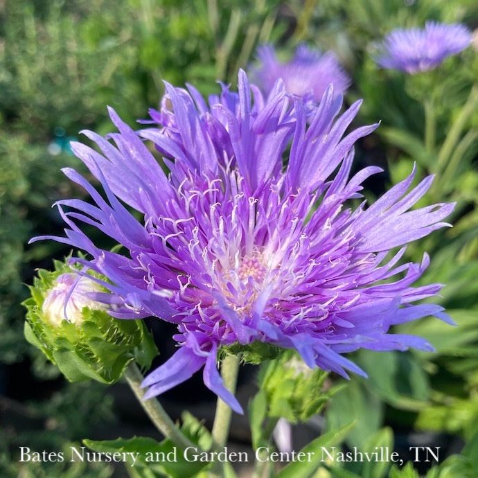 #1 Stokesia laevis Mels Blue/ Stoke's Aster Native (R)