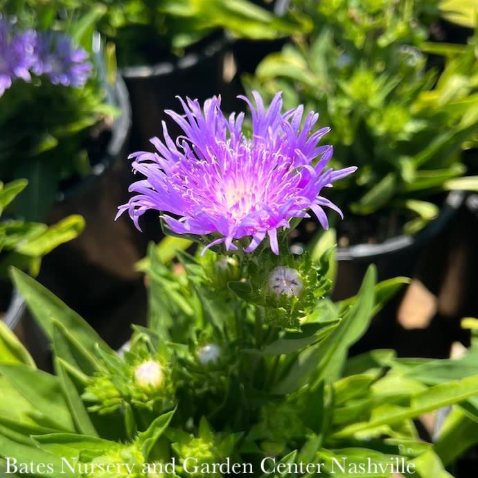 #1 Stokesia laevis Mels Blue/ Stoke's Aster Native (R)