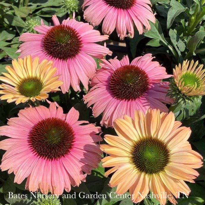 #1 Echinacea x Sunseekers 'Rainbow'/ Coneflower