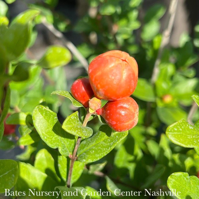 Edible #2 Punica gran Angel Red/ Fruiting Pomegranate - No Warranty