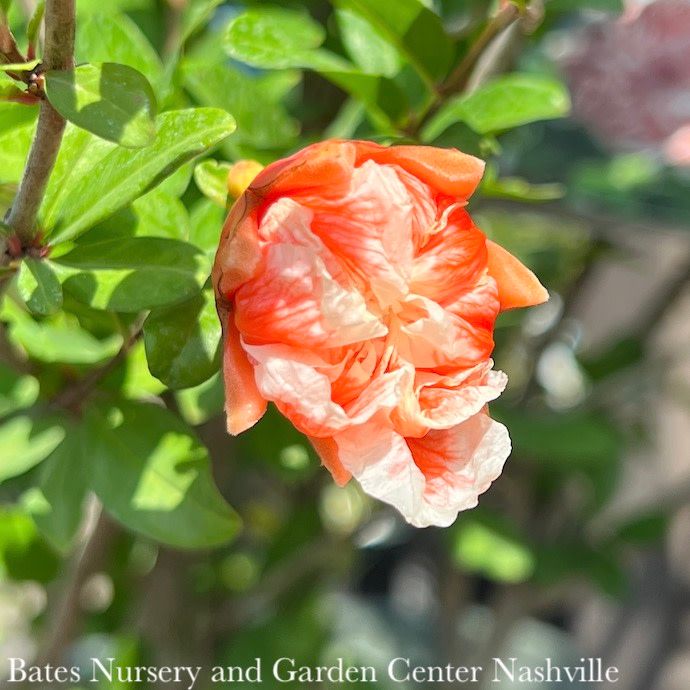 Edible #2 Punica gran Angel Red/ Fruiting Pomegranate - No Warranty