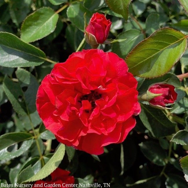 Topiary Patio Tree Rosa #5 Nitty Gritty 'Red'/ Groundcover Rose - No Warranty