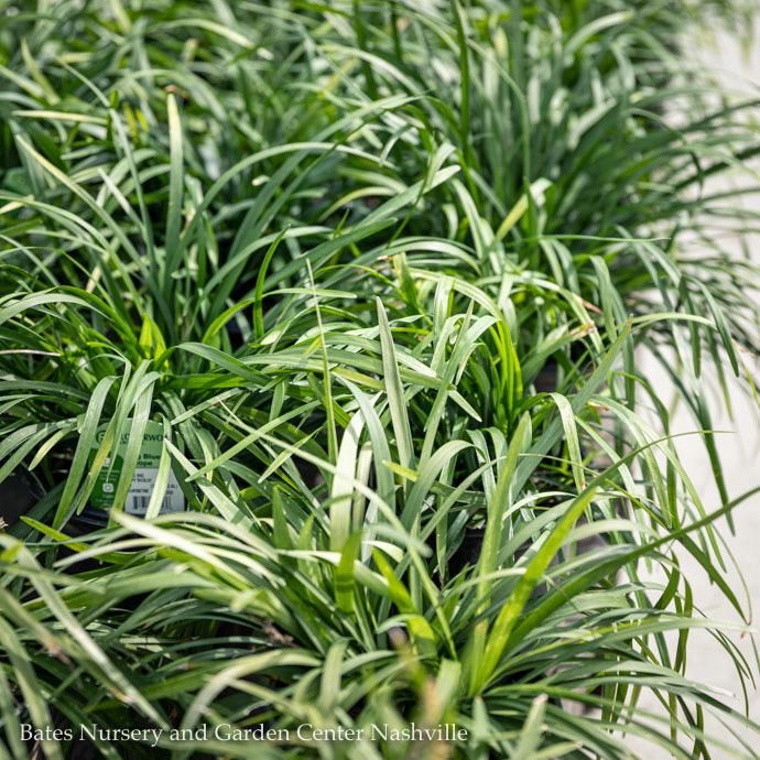 #1 Liriope muscari Monroe's White/ Monkey Grass