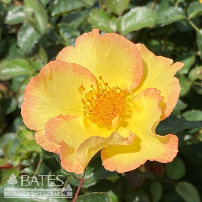 Topiary Patio Tree #5 Rosa Nitty Gritty 'Yellow'/ Rose - No Warranty