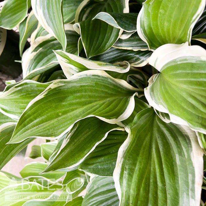 #1 Hosta Regal Splendor/ Blue w/ Gold Margins