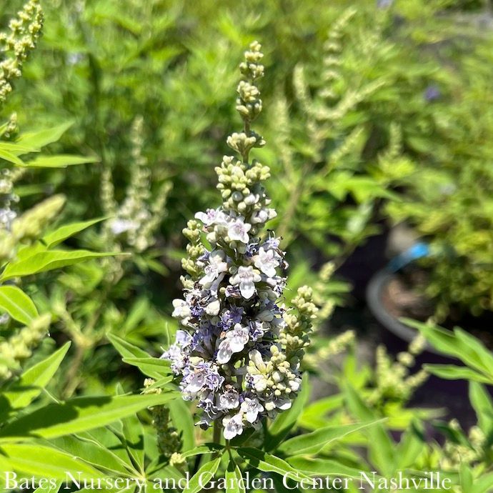 #2 Vitex agnus-castus/ Chastetree