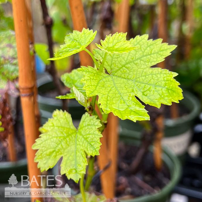 Edible #1 STK Vitis Zestful 'Golden Chalice'/ Grape