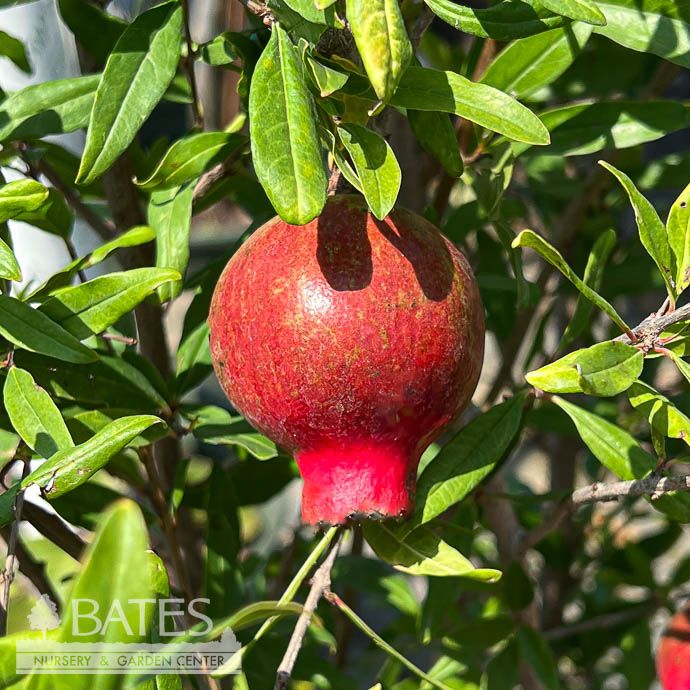 Edible #1 Punica gran Wonderful/ Fruiting Pomegranate - No Warranty