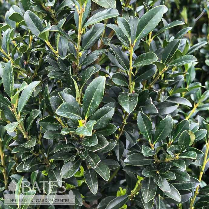 Topiary Spiral #2 Ilex x Emerald Colonnade/ Holly (male)