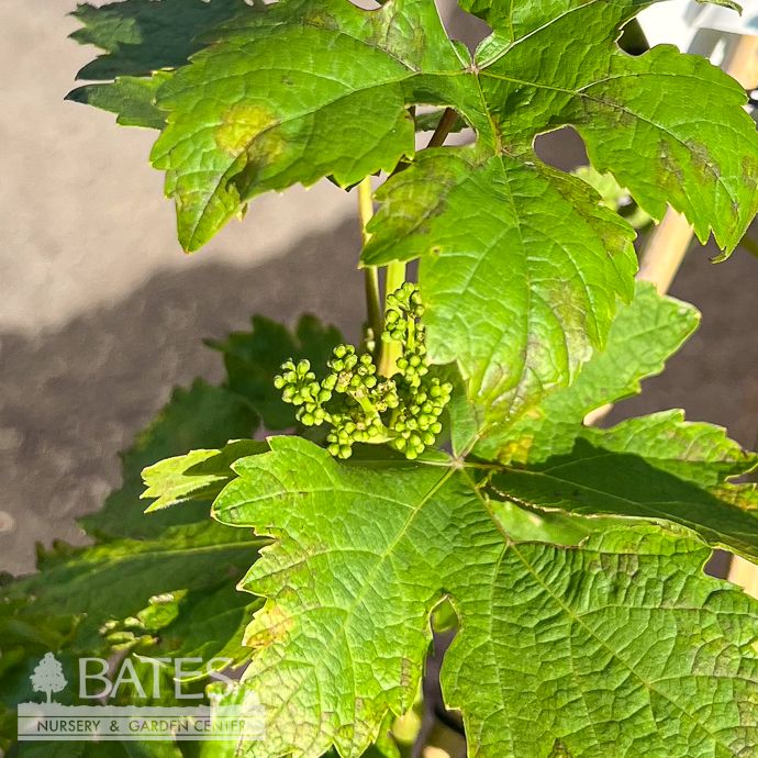 Edible #1 Vitis x Zestful 'Lollipop'/ Red Seedless Grape