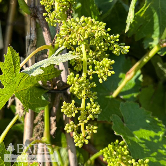 Edible #1 Vitis x Zestful 'Waterfall'/ Green Seedless Grape