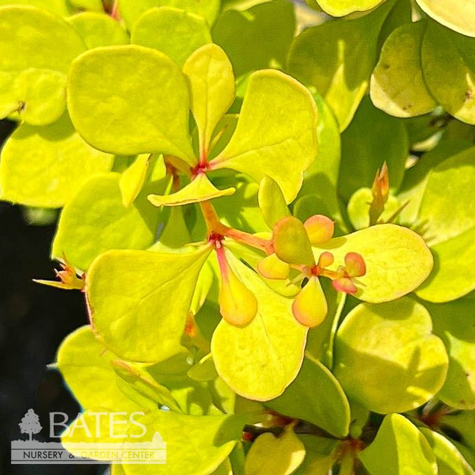 #2 Berberis thun Bonanza Gold/ Barberry