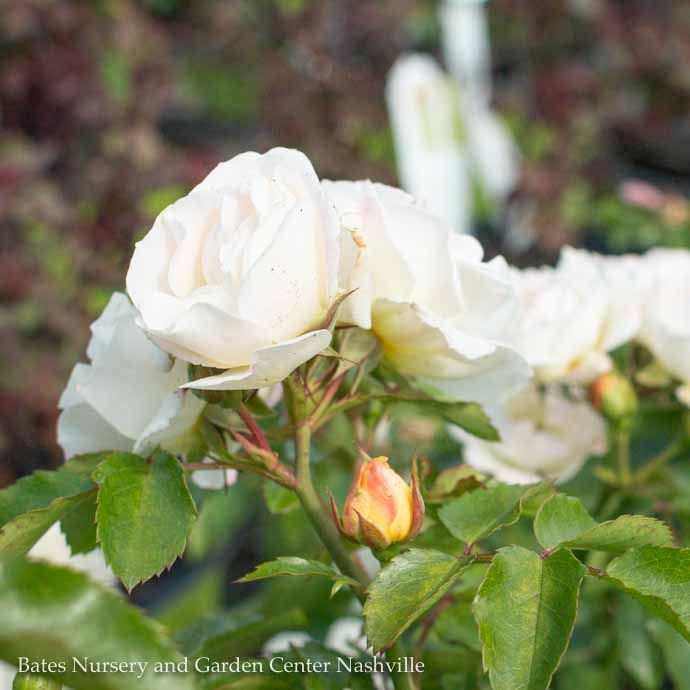#1 Rosa Popcorn Drift/ Pale Yellow Groundcover Rose - No Warranty