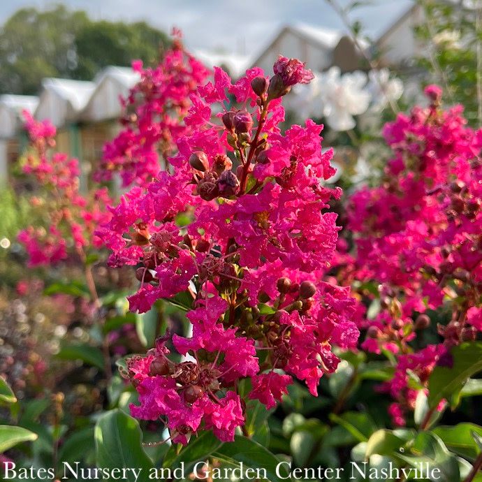 #10 Lagerstroemia x Tonto/ Fuchsia Red Semi-dwarf Crape Myrtle