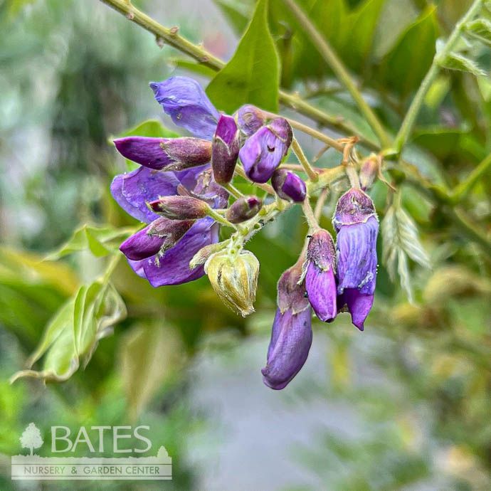 Topiary Espalier #7 Wisteria floribunda Lavender Falls/ Japanese