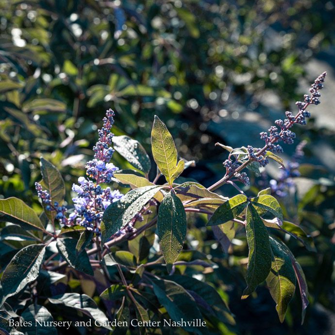 #7 Vitex FE Flip Side/ Chastetree