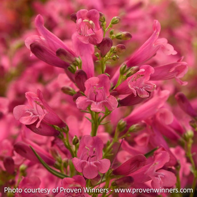 #1 Penstemon barb PW Rock Candy 'Pink Improved'/ Beardtongue