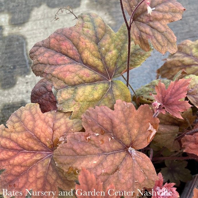#1 Heucherella Sweet Tea/Foamy Bells