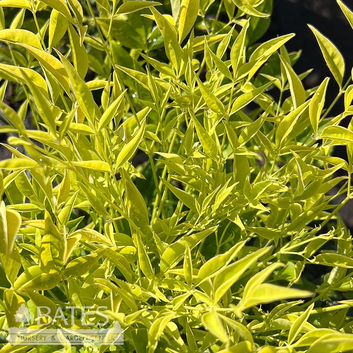 #2 Nandina dom Limeade/ Heavenly Bamboo