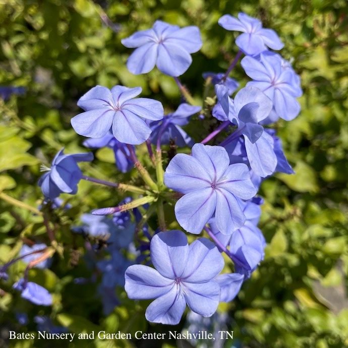 Tropical #2 Plumbago Royal Cape/ Blue - No Warranty