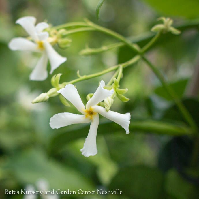 Tropical #5 Trachelospermum jas Madison/ Star or Confederate Jasmine - No Warranty